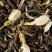 Jasmin Chung Hao, box of 100 g