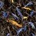 Jardin Bleu, 25 sachets Cristal ®