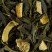 Soleil Vert, box of 25 Cristal® sachets