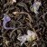 Black tea - Violette