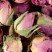 Tisane - Boutons de roses
