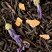 Black tea - Mélange des Chérubins