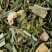 Green tea - Fidji vert