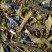 Earl grey vert Calabria, boite de 100g