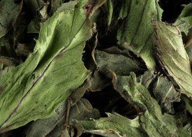 Tisane - Menthe poivrée
