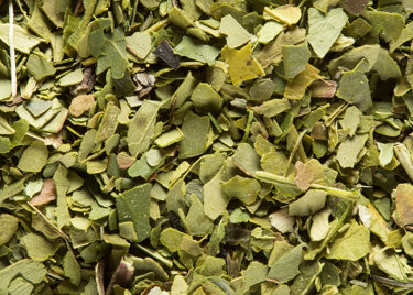 Maté Vert